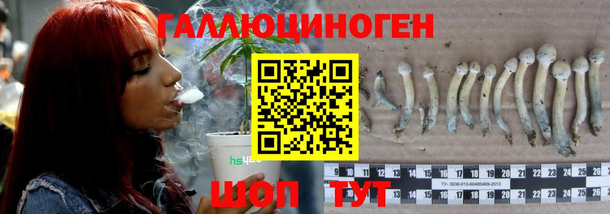 Чернушка  Галлюциногенные грибы GOLDEN TEACHER  закладка  Вход с VPN 